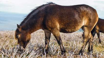 exmoor pony
