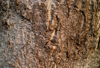 Closeup a Rough Texture of Bog Tree Bark for Background or Banner	