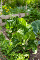 Au potager - Cultures associées de légumes en pleine terre : salade, choux, bette ou poirée, rhubarbes,