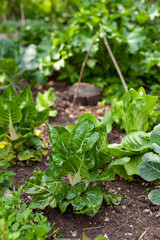 Au potager - Cultures associées de légumes en pleine terre : salade, choux, bette ou poirée, rhubarbes,