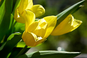 Yellow-colored inflorescences of an ornamental plant called tulip commonly planted in squares and gardens in the city of Białystok in Podlasie, Poland.