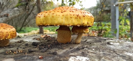 mushrooms in the forest