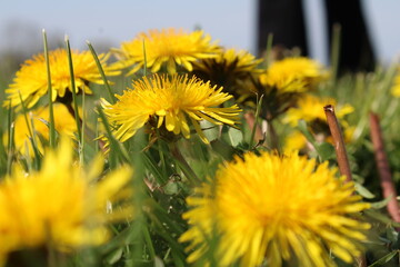 Dandelions Are Photogenic 