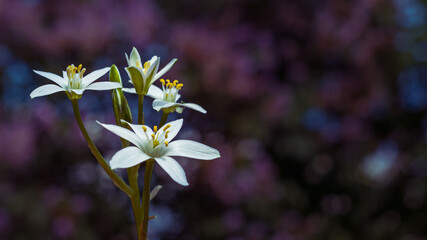 Białe kwiaty wiosenne © Cezary