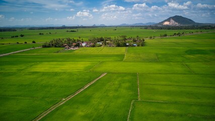 Fototapeta na wymiar Paddy field view of the countryside