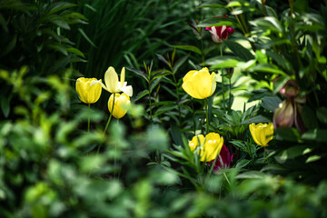 beautiful defocus floral background. Blooming spring flowers