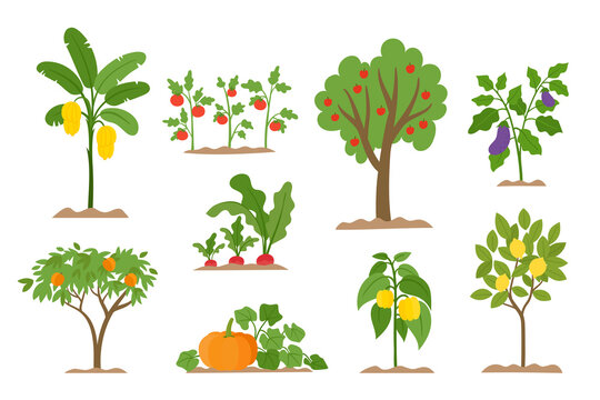 Organic production vector illustration with vegetables bushes and fruit trees