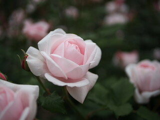 薄ピンクの薔薇