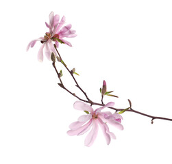 Fototapeta na wymiar Magnolia tree branch with beautiful flowers isolated on white