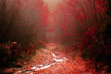 Path towards an enchanted forest in late Autumn.