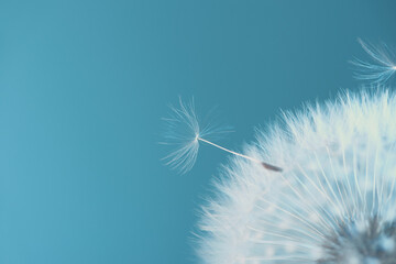 White blowball dandelion on blue background. Macro. Soft focus