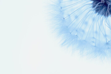 White blowball dandelion on blue background. Macro. Full dept of field