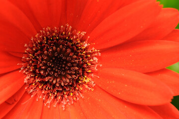Red flower macro