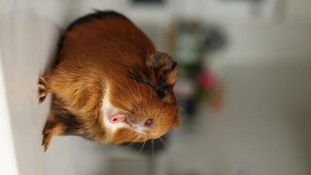 pet guinea pig eats vegetables at home with an appetite. video footage 4K close-up