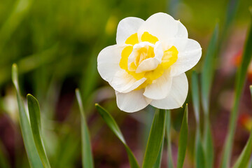 Daffodil flower inflorescence close-up on a blurred green background.