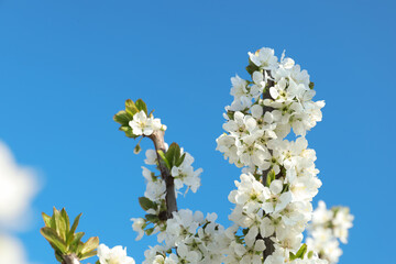 Branches with beautiful flowers against blue sky, closeup. Blossoming spring tree