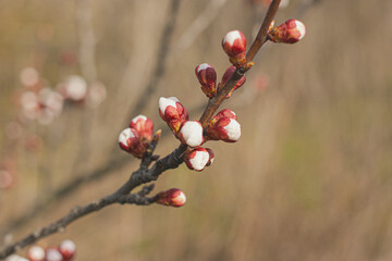 Buds bloom on the tree