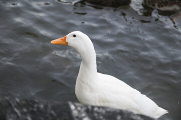 Naklejka na ściany i meble white goose in the water
