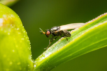 Small fly (Minettia longipennis) resting on a green peony leaf on a spring morning