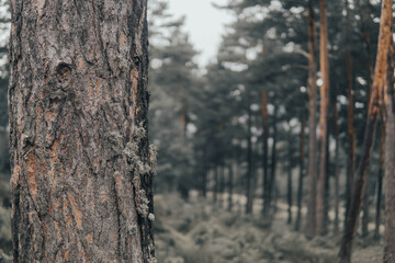 Obraz premium fence in the forest