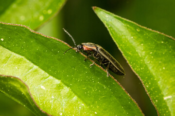 Firefly feeding on a green leaf with blurred background