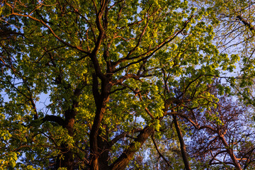 leaves against sky