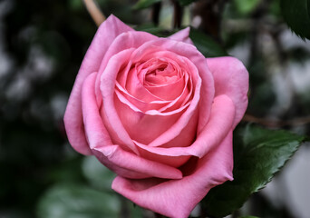 Words like gentleness, joy and sweetness are just a few ways to describe the meaning behind the pink rose. A pink rose can also convey happiness, gracefulness and admiration.
