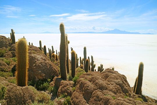 Isla Incahuasi rocky outcrop filled with large Trichocereus Pasacana cactus against the vast salt flats of Salar de Uyuni, Bolivia, South America