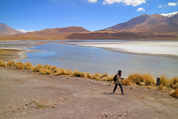 Traveler Walking on the Saline Lake Shore of Laguna Hedionda with the Flamboyance of Pink Flamingos in Afar, Andean Altiplano, Nor Lipez Province, Bolivia