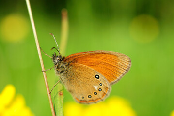 Common brown butterfly