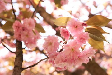 Beautiful blooming sakura outdoors on sunny spring day