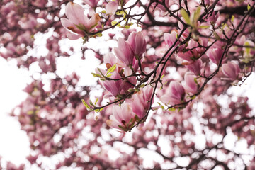 Beautiful magnolia tree with pink blossom outdoors. Spring season