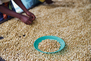 African female workers are sorting out coffee beans at washing station