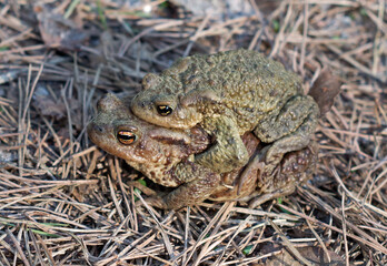 Two toads during the breeding season migrate through the territory of the coniferous forest