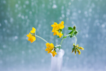 Yellow clover in a vase in front of a window with raindrops, a european wildflower picked in May.
