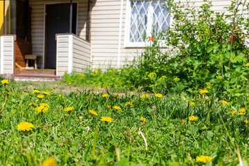Fototapeta na wymiar A lot of dandelions on the background of a country house. The concept for fines for dandelions in Russia for summer residents who do not destroy weeds on the territory of their residence.