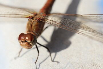 dragonfly look