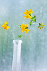 Yellow clover in a vase in front of a window with raindrops, a european wildflower picked in May.