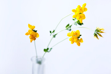 Yellow clover, a wild flower in Europe picked in May, in a vase on white background