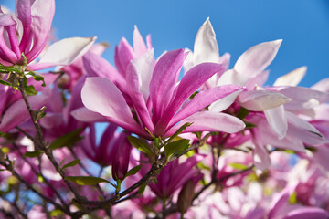 Pink blossoming magnolia flowers in the park.