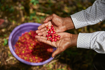 African worker is gathering coffee beans on plantation in bushy wood