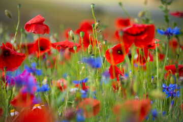 Field of blooming poppies and other wild flowers in summer