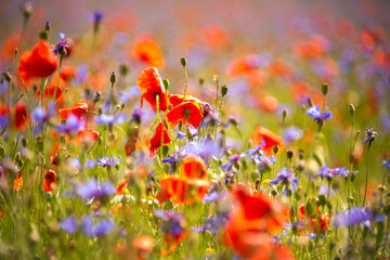 Fototapeta na wymiar Field of blooming poppies and other wild flowers in summer