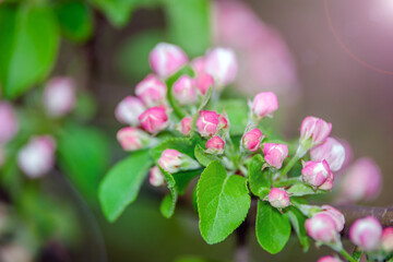 Obraz na płótnie Canvas appletree blossom branch in the garden in spring