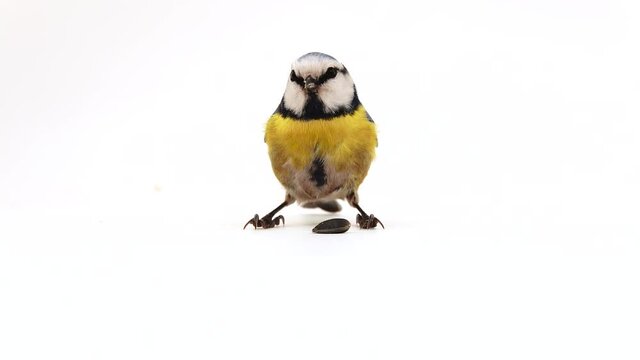 blue tit, Cyanistes caeruleus takes a sunflower seed into its beak and throws it. white background, studio