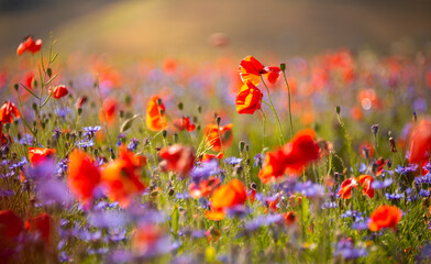 Field of blooming poppies and other wild flowers in summer