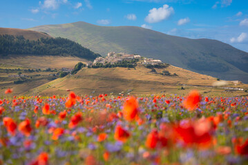 Field of blooming poppies and other wild flowers in summer