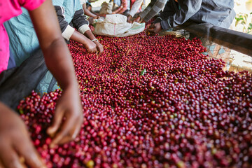 African female workers are sorting out coffee beans at washing station