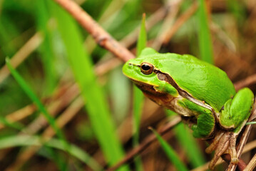 Green frog hiding in the leaves