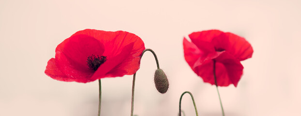 Two red poppies in bright evening light.